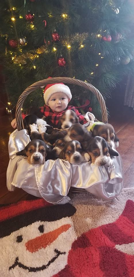 A kid inside a large wicker basket with Basset Hound puppies