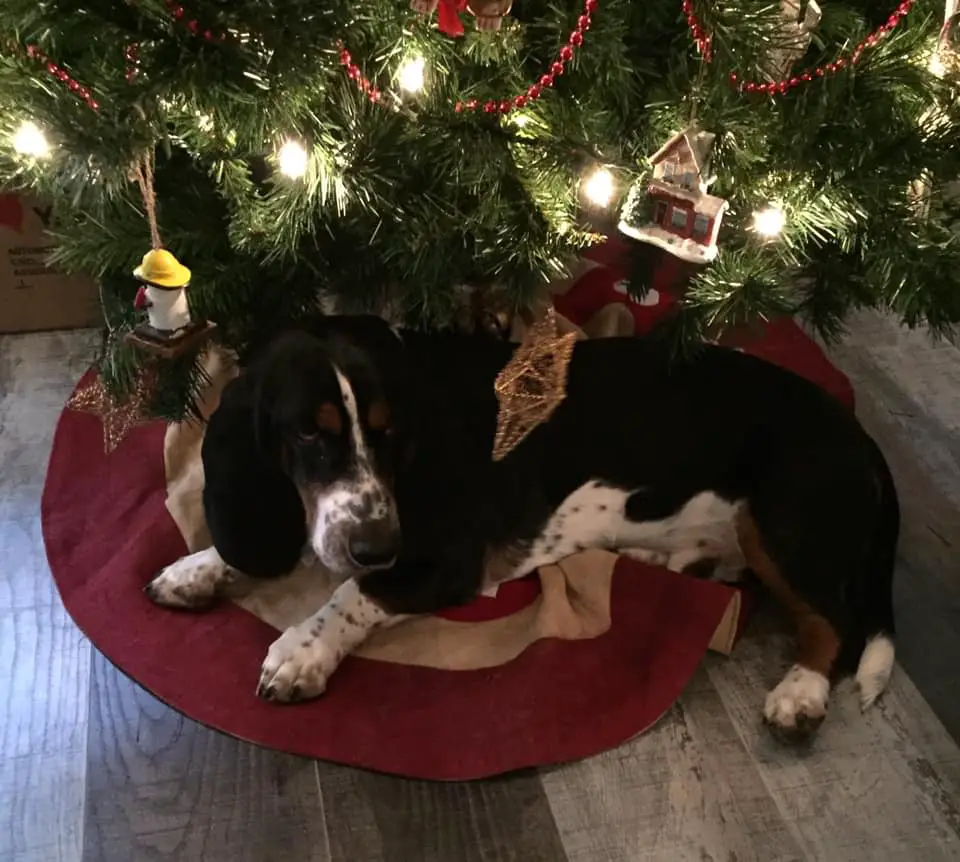 A Basset Hound lying underneath the christmas tree