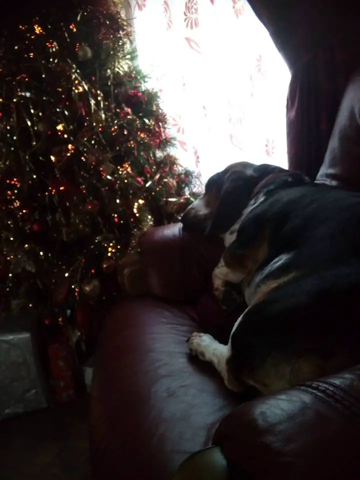 A Basset Hound sleeping on the couch next to the christmas tree