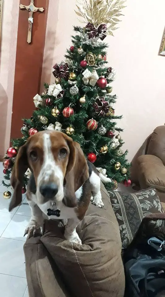A Basset Hound standing on top of the couch with a Christmas tree behind him