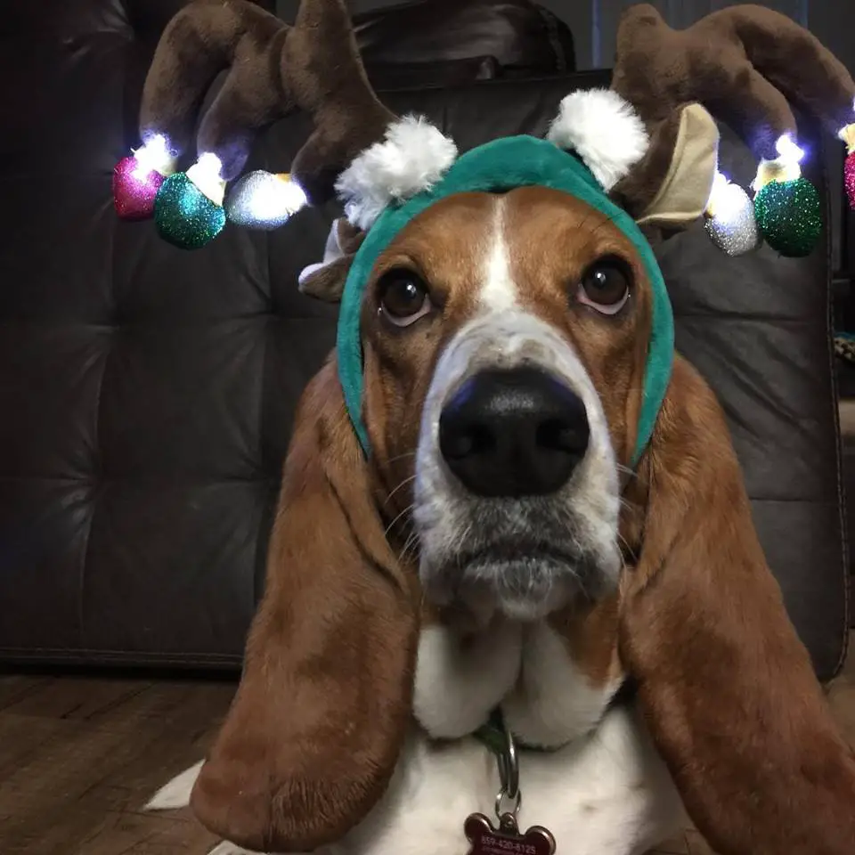 A Basset Hound lying on the floor while wearing a reindeer head piece that lights