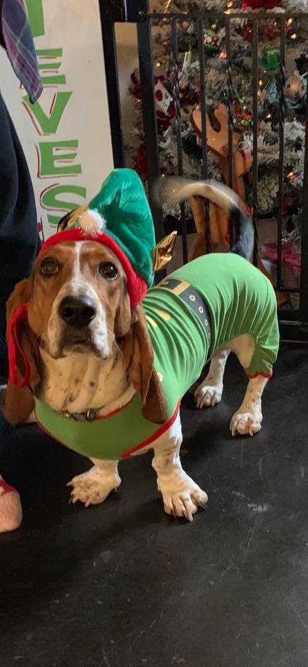 A Basset Hound in his peter pan costume while standing on the floor