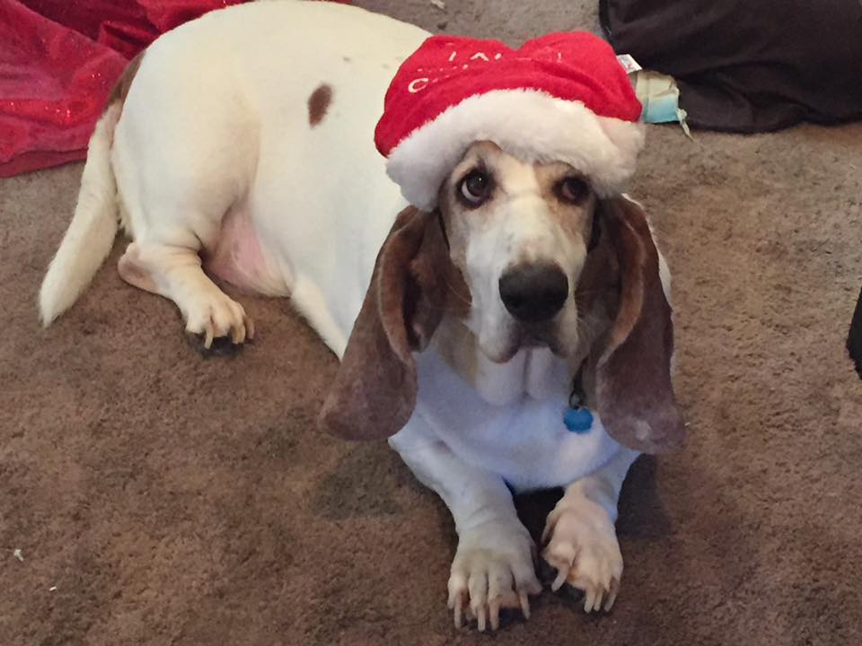 A Basset Hound wearing a santa hat while lying on the floor