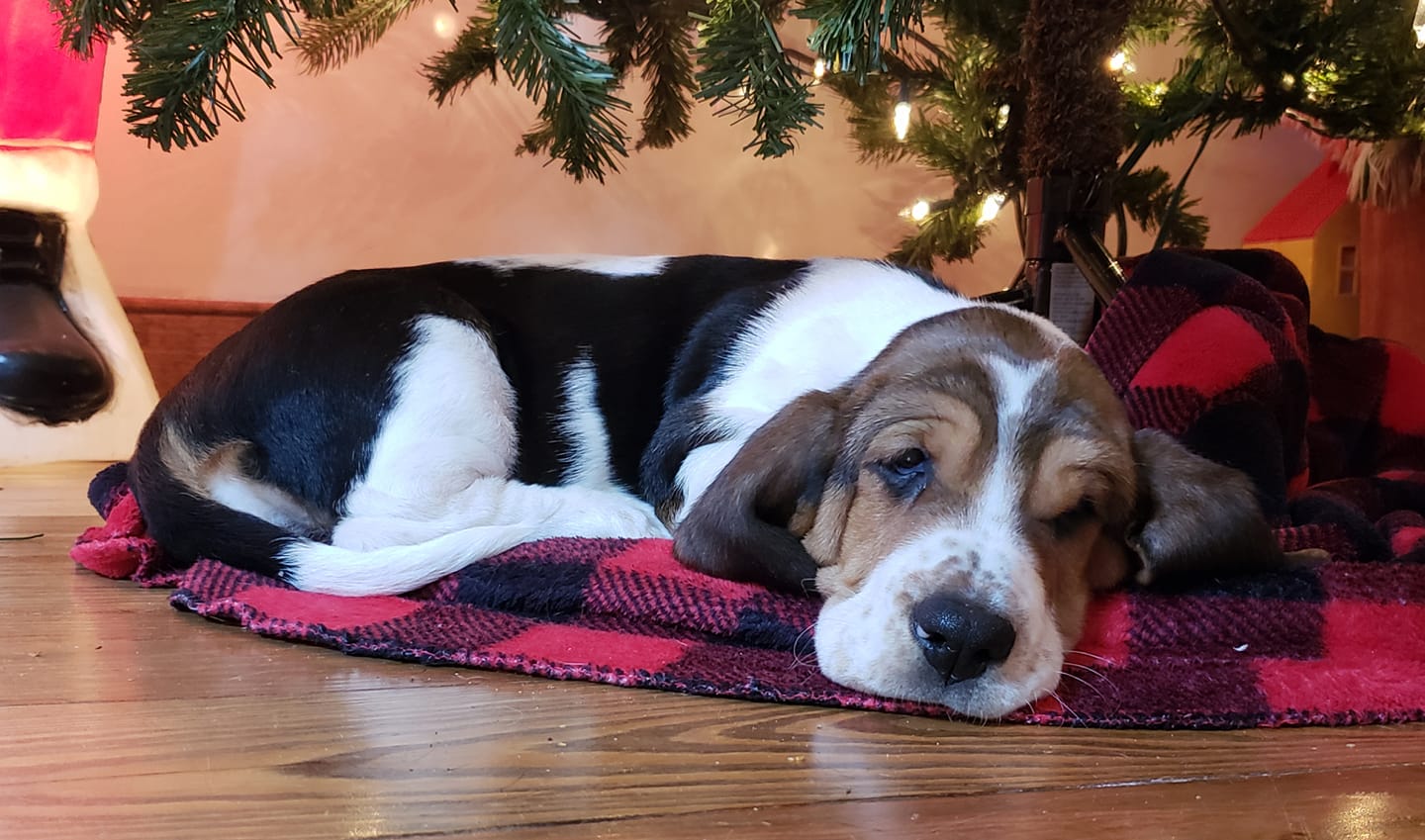 A Basset Hound lying on the blanket under the christmas tree