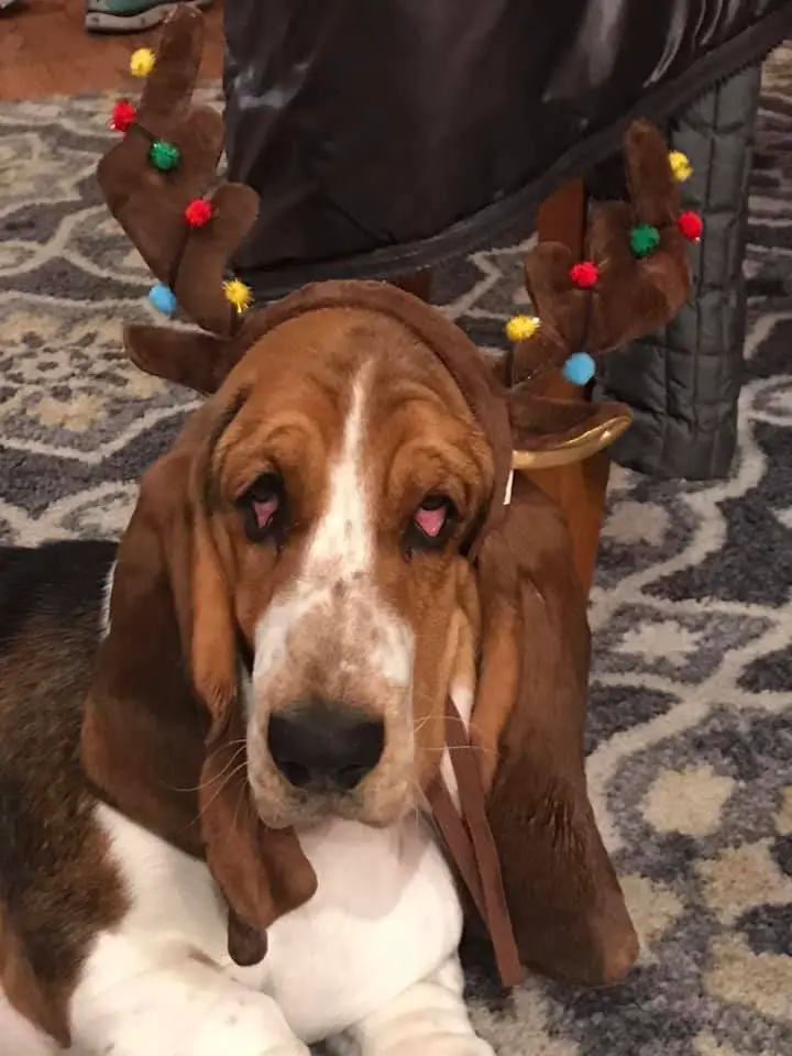 A Basset Hound lying on the floor while wearing a reindeer head piece