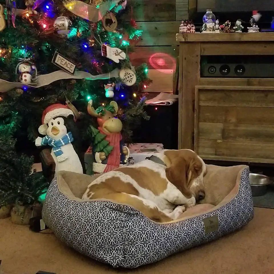 A Basset Hound sleeping in its bed in front of the Christmas tree