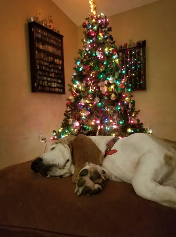 A Basset Hound sleeping on the couch in front of the Christmas tree
