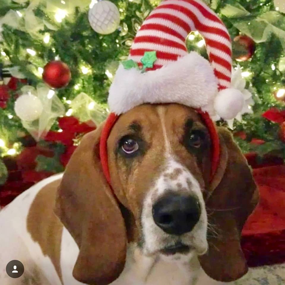 A Basset Hound sitting in front of the christmas tree while wearing a christmas hat
