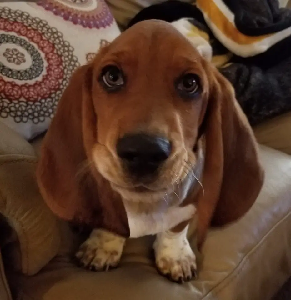 Basset Hound puppy standing on the couch with its sad eyes