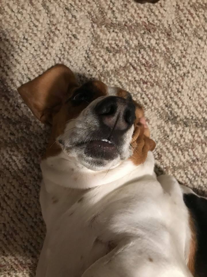 Basset Hound lying on the floor with its curious face