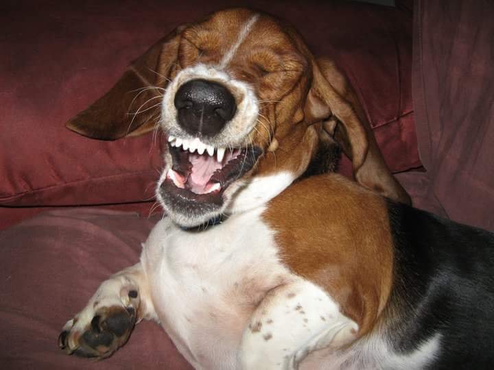 Basset Hound lying on the bed while yawning at night