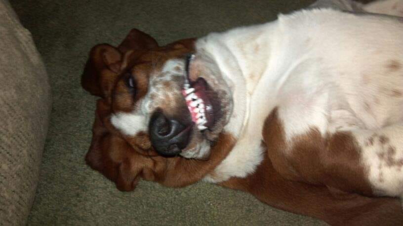 Basset Hound sleeping on the bed at night while smiling