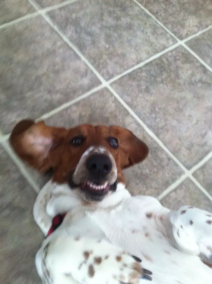 Basset Hound lying on the floor with its confused face