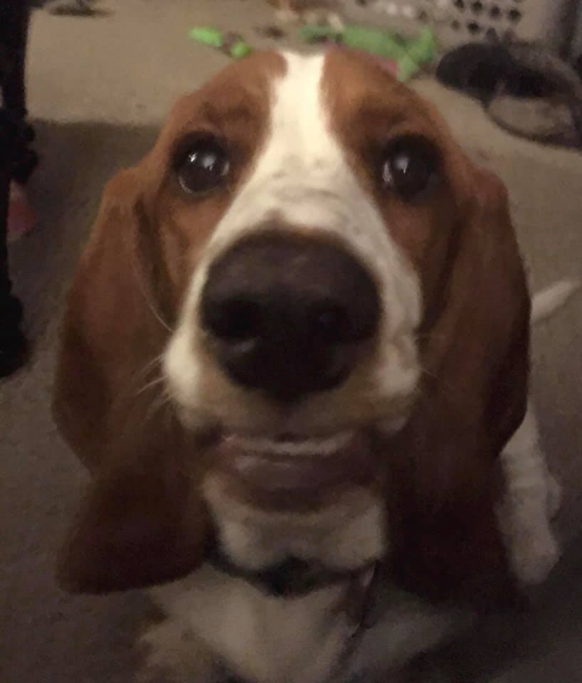 Basset Hound sitting on the floor with its begging face
