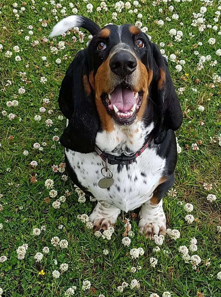 Basset Hound standing on the green grass with white flowers while looking up with its mouth wide open