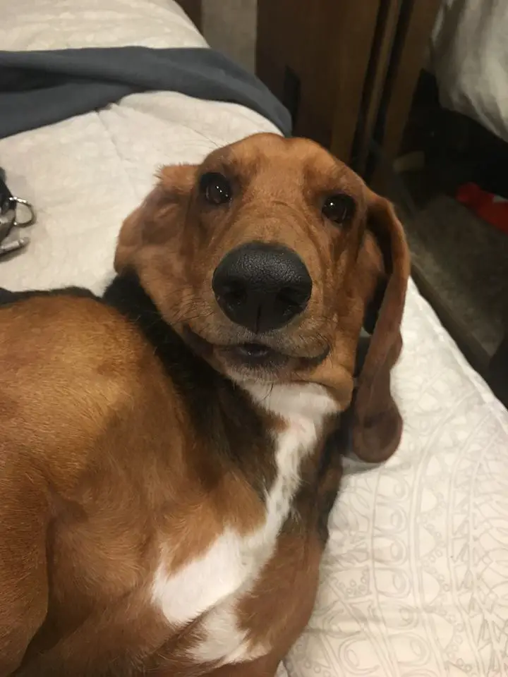 Basset Hound lying on the bed with its adorable face 