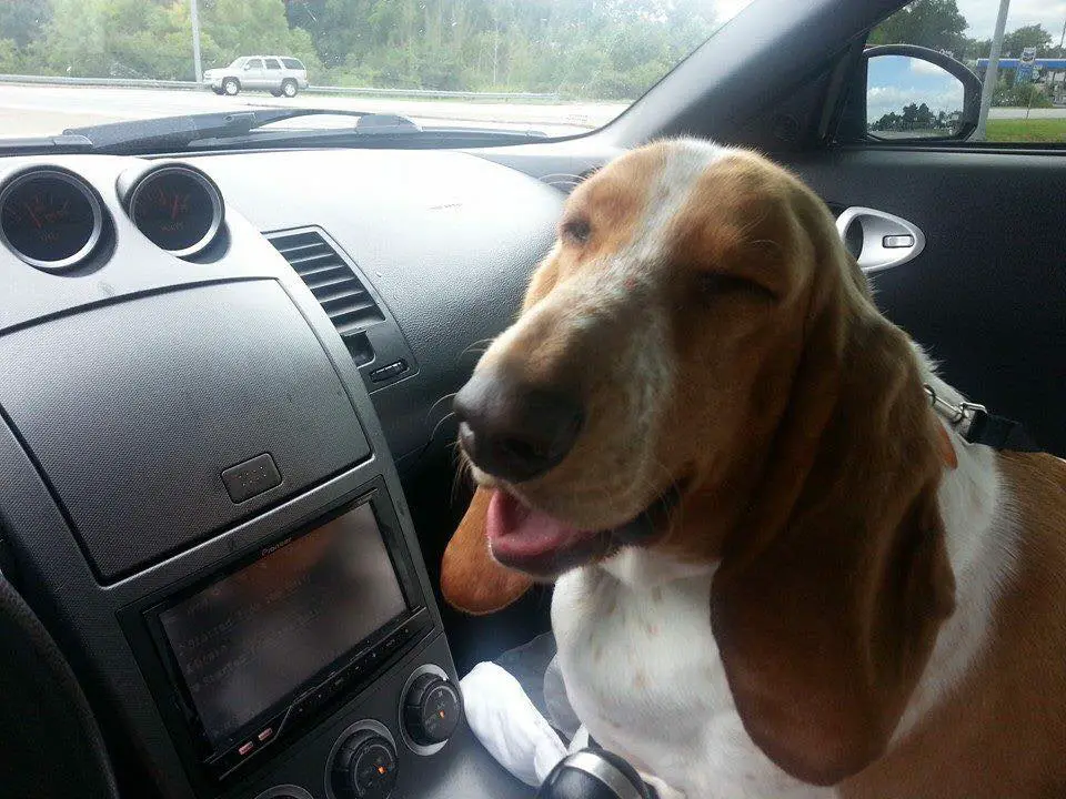 Basset Hound sitting in the passenger seat while smiling
