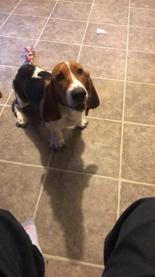 Basset Hound puppy standing on the tiled floor while looking up with its begging face