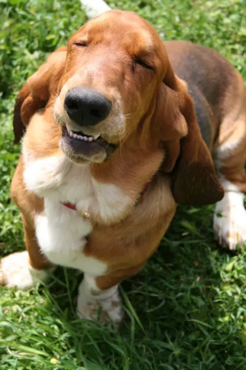 Basset Hound sitting on the floor while facing up with its eyes closed and mouth slightly open