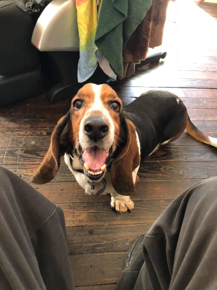 a happy Basset Hound standing on the floor in front of the man