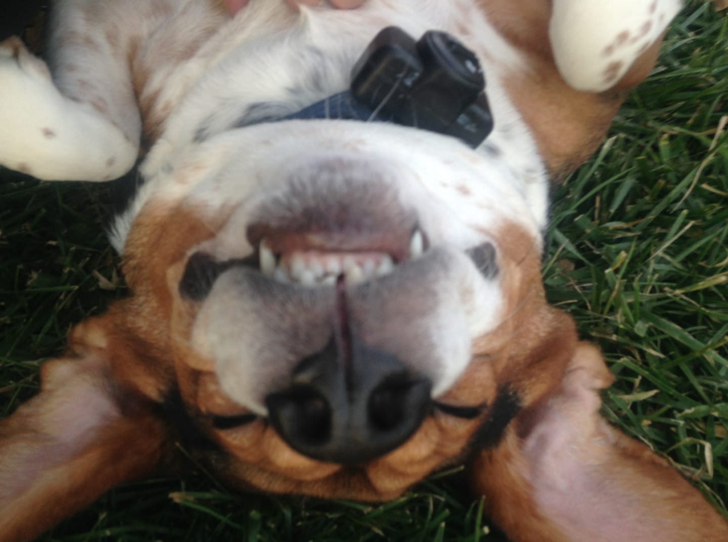 upside down photo of a sleeping Basset Hound while lying on its back on the green grass