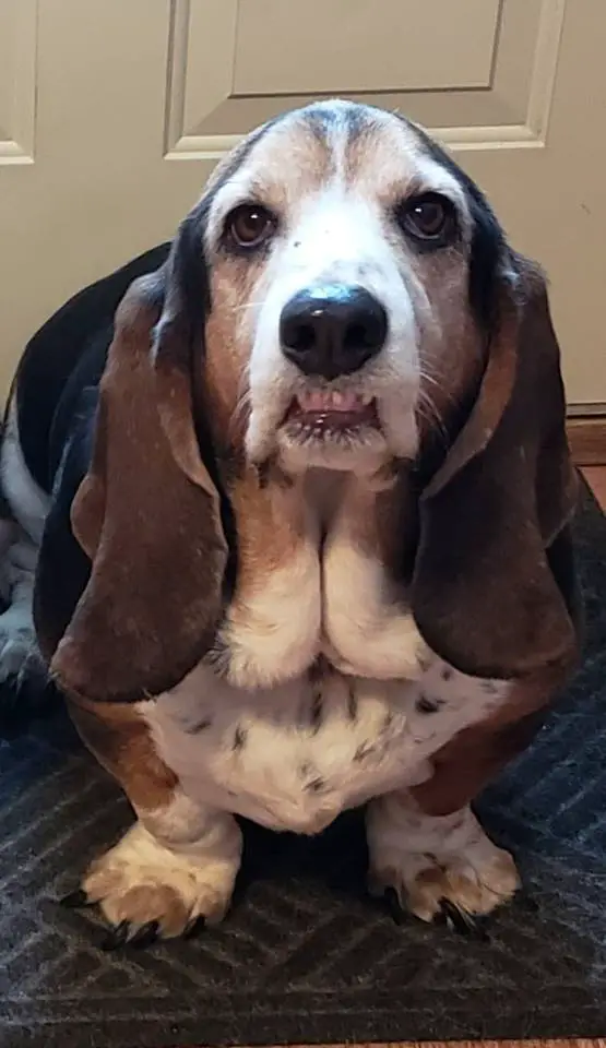Basset Hound standing on the carpet in the front door