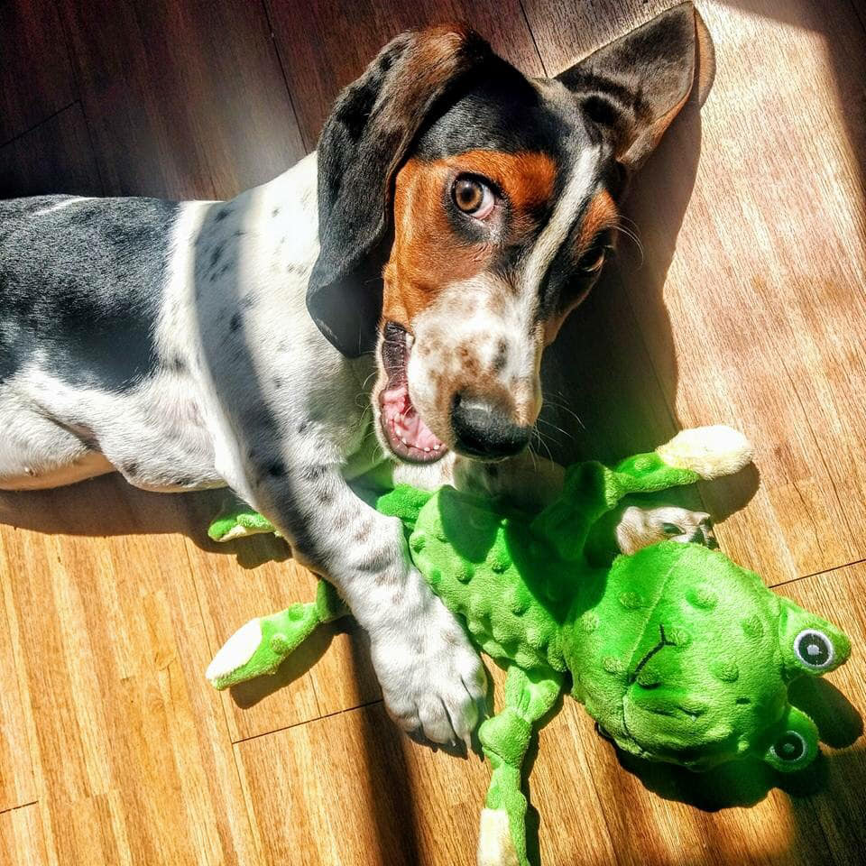 Basset Hound lying on the floor with its frog stuffed toy under the sun