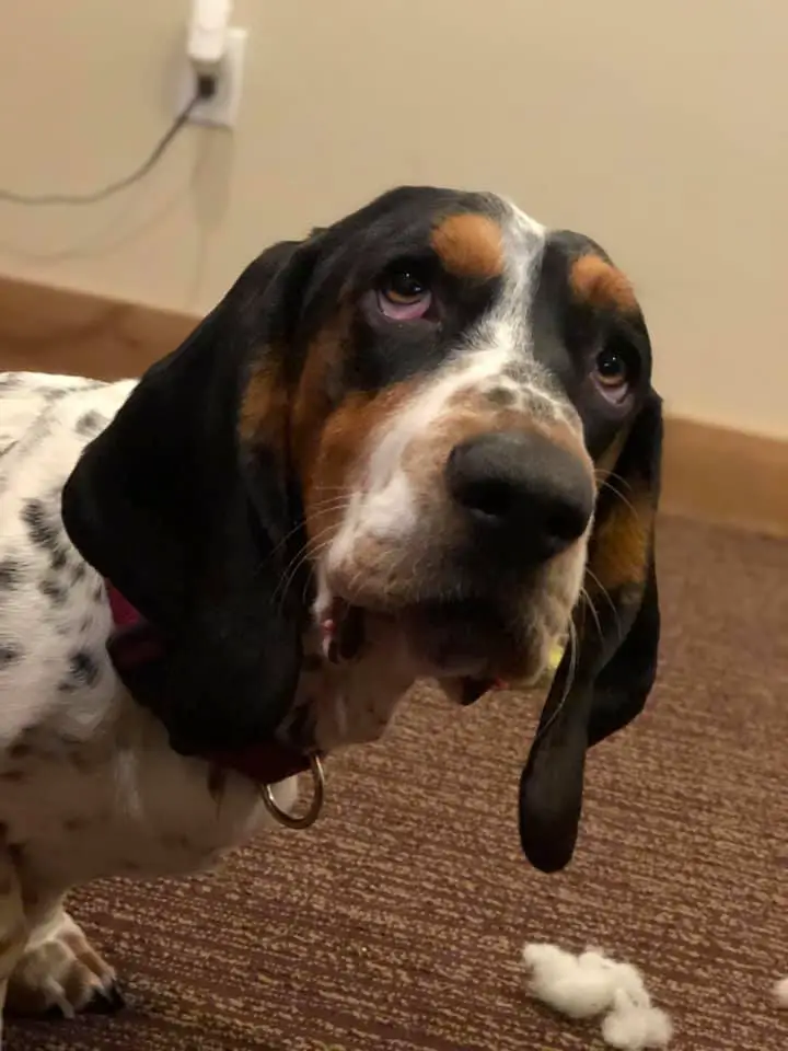 Basset Hound standing on the floor while looking up with its sad eyes