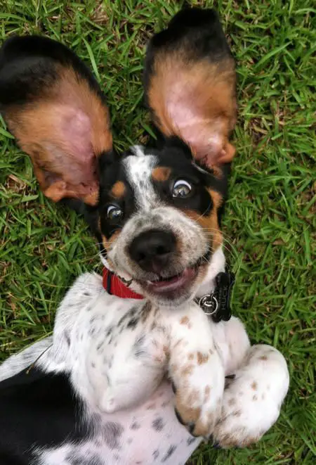smiling Basset Hound puppy lying on its back on the green grass with its ears spread out