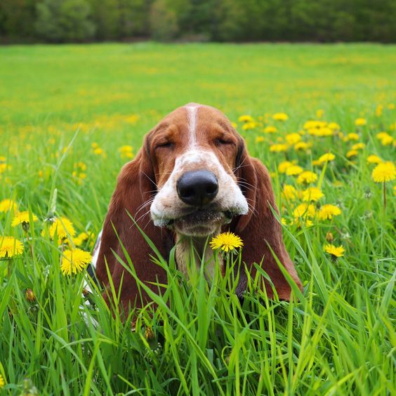 Basset Hound sitting in the middle of the field with yellow flowers while closing its eyes