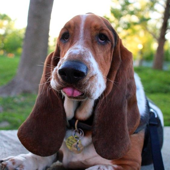 Basset Hound lying on the floor at the park while sticking its small tongue out