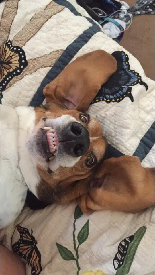 Basset Hound lying on its back on the bed with its ears spread out and smiling