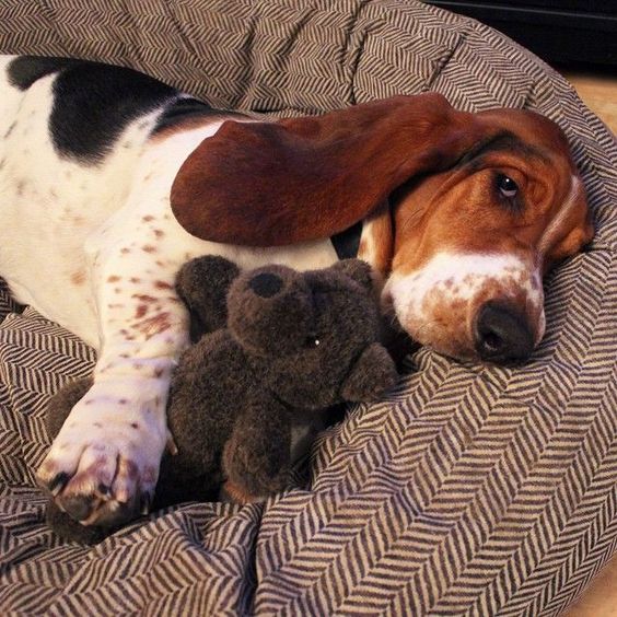 basset hound soft toy