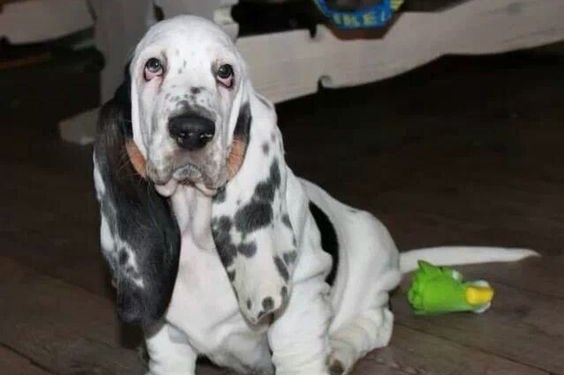 basset hound dalmatian mix puppies