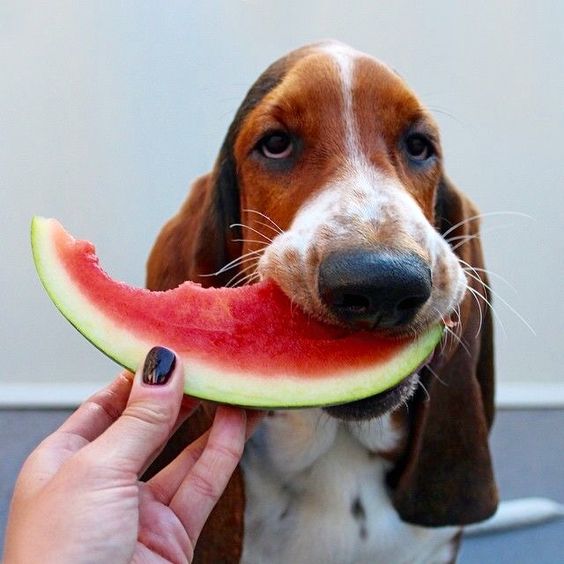 Basset Hounds eating watermelon