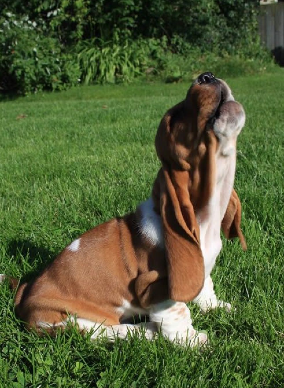 Basset Hound howling while sitting in the garden