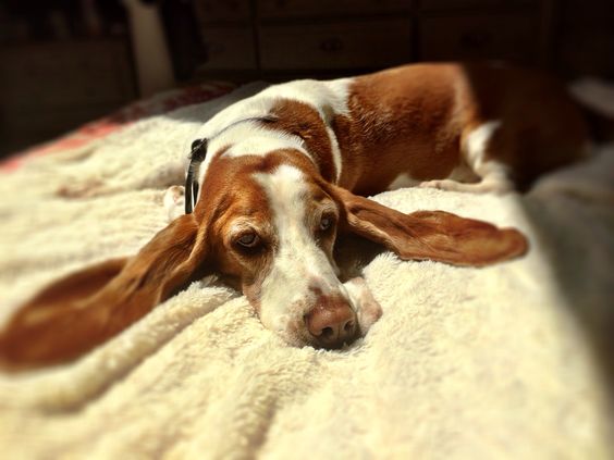 basset hound lying with its ears stretch to the bed