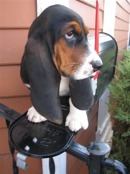 basset hound in the mail box