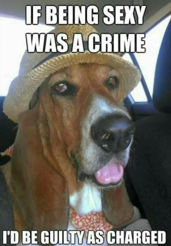 Basset Hound inside the car wearing a hat photo with a text 