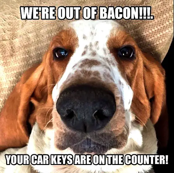 Basset Hound face photo with a text 