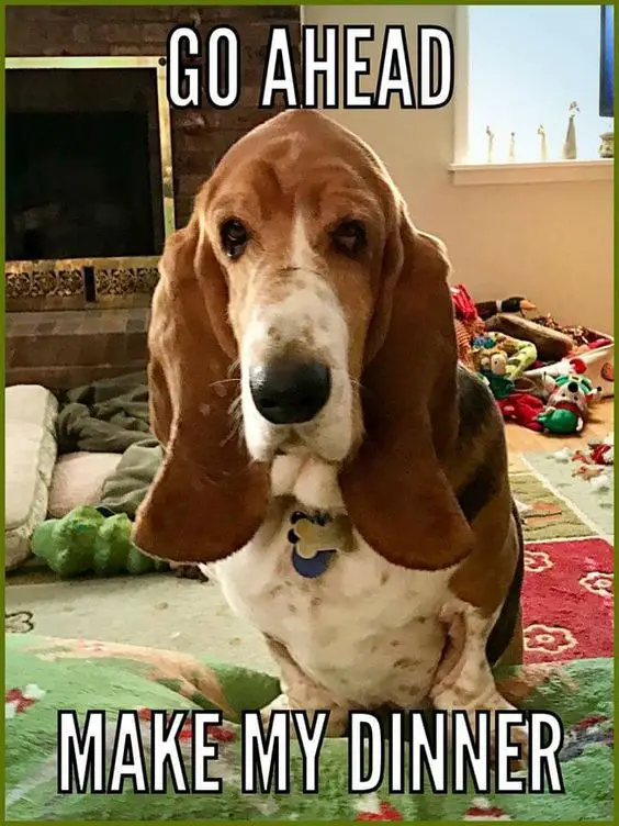 Basset Hound sitting on the floor with serious face photo with a text 