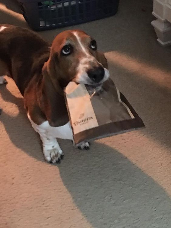 Basset Hound with a paper bag in its mouth while looking up