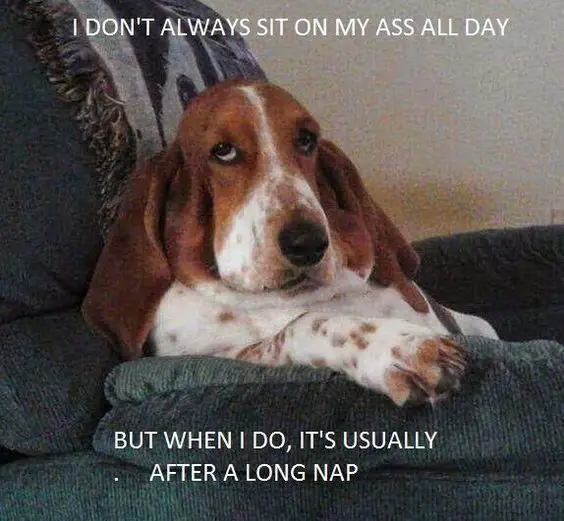 sleepy Basset Hound sitting on the table photo with a text 