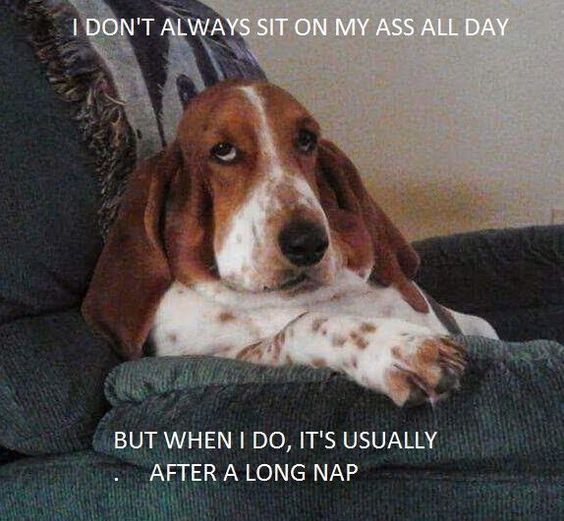 sleepy Basset Hound sitting on the table photo with a text 