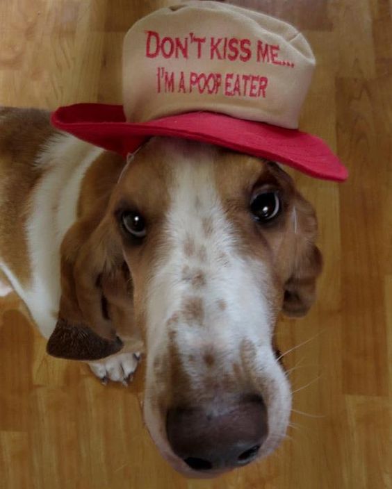 Basset Hound wearing a cap with a message 