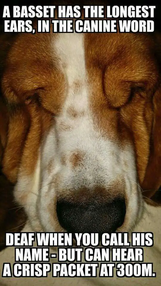 sleeping Basset Hound photo with a text 