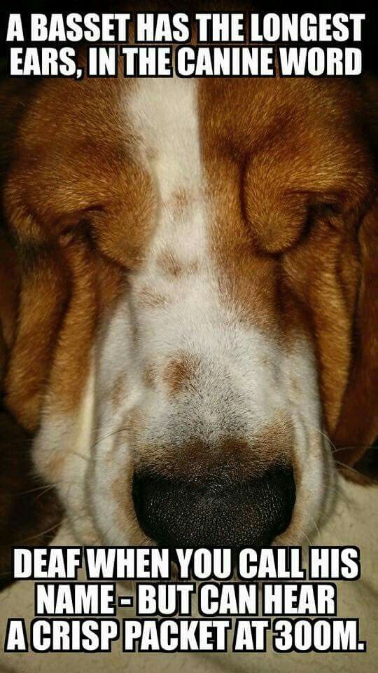 sleeping Basset Hound photo with a text 