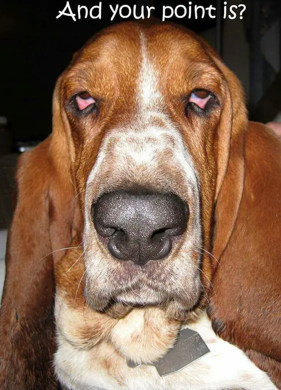 Basset Hound looking up photo with a text 