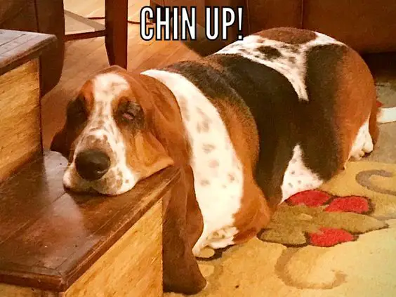 Basset Hound sleeping on the floor with its head resting on top of the wooden stairs photo with a text 