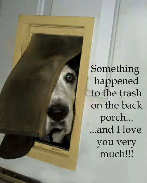 Basset Hound peeking through the cat door photo with a text 